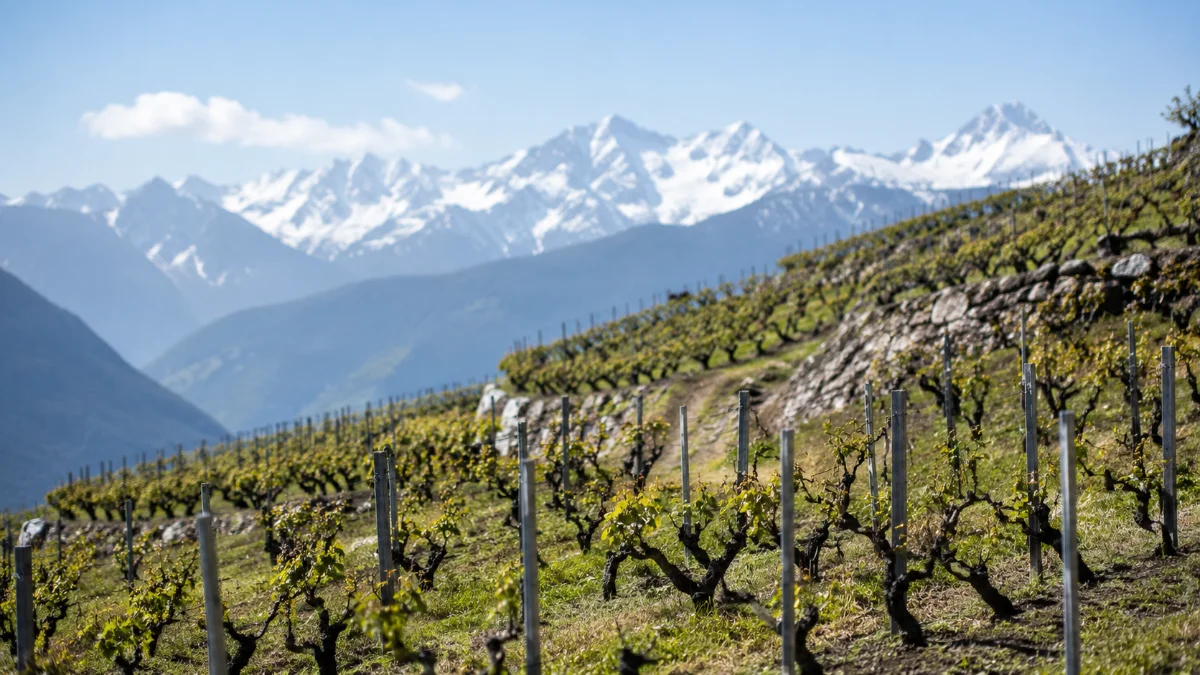 Vigneti di montagna ad alta quota in Valle d Aosta, territorio del vitigno Prie Blanc
