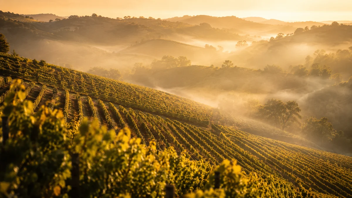 Colline di vigneti del Trevigiano all alba, zona dei vini bianchi DOC e DOCG