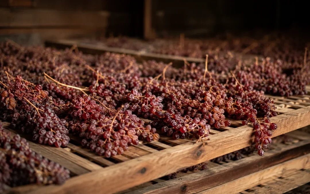 Vino rosso veronese: Valpolicella, Amarone, Bardolino e Ripasso