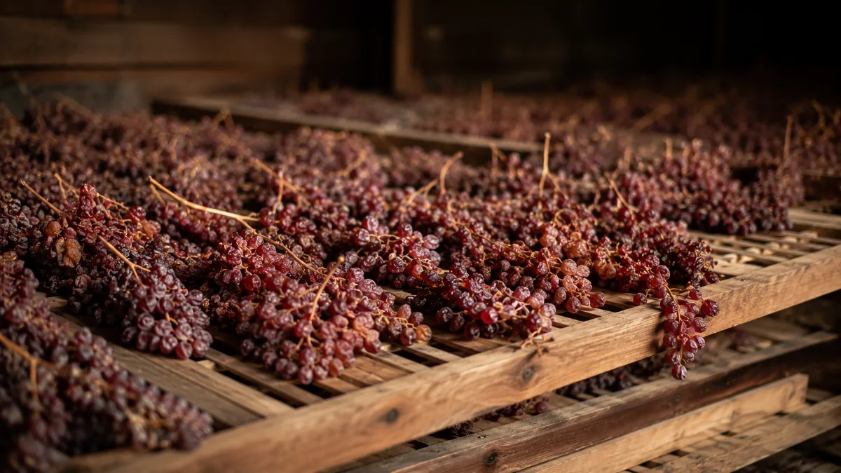 Uve Corvina in appassimento su graticci, fase chiave dei rossi veronesi come l Amarone